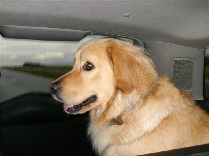 Blanding af racer Felix  - her er jeg ude og kører i bil med min mor og far, sidder jeg ikke bare pænt billede 4