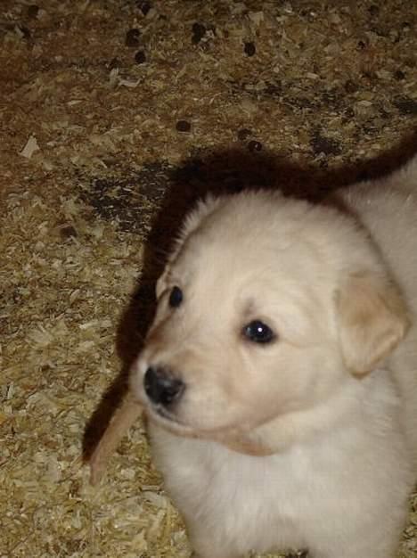 Blanding af racer Nala - ja det er så mig som lille... er jeg ikke bare kær billede 1