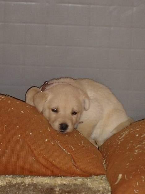 Blanding af racer Nala - tager mig lige en lille lur billede 2