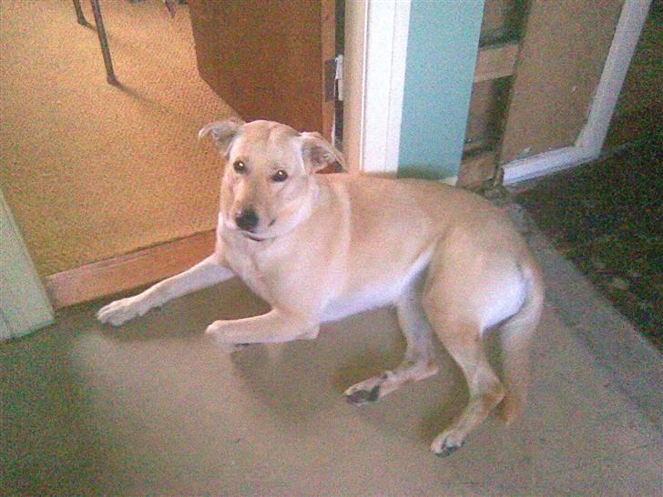 Blanding af racer Nala billede 3