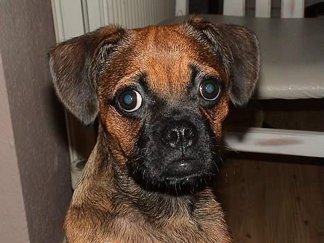 Blanding af racer Gismo - Det var altså ikke mig billede 5