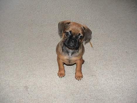 Blanding af racer Gismo - Hvor er min mor?? billede 6