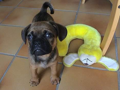 Blanding af racer Gismo - Jeg er lige ved at græde, men jeg gør det ikke. billede 7