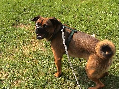 Blanding af racer Gismo - Kom så skal vi lege billede 8