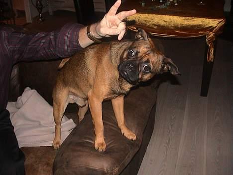 Blanding af racer Gismo - La vær med det der billede 9