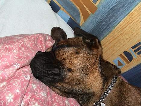 Blanding af racer Gismo - zzZZzzzZZZ billede 10