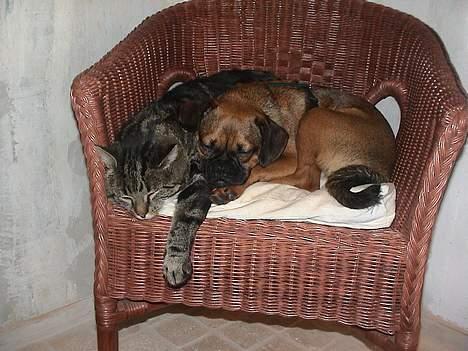 Blanding af racer Gismo - Venner billede 11