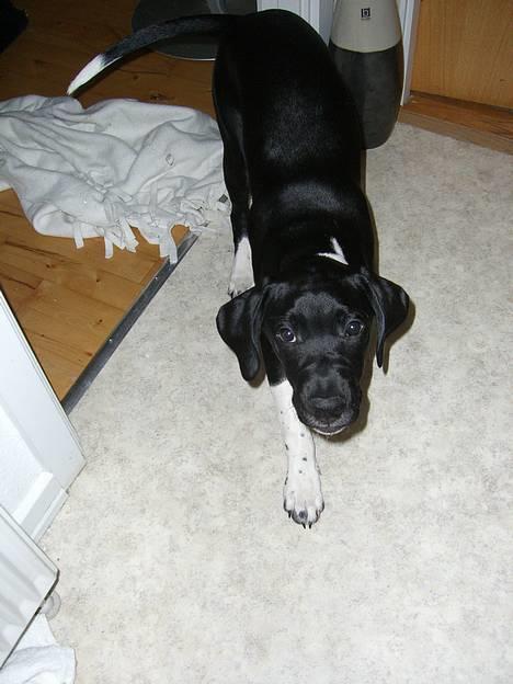 Blanding af racer Bertil - Hvad s&#229; skal der leges eller hvad?... billede 6