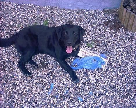 Labrador retriever Black Pearl billede 1