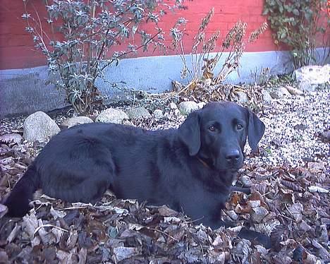 Labrador retriever Black Pearl billede 2