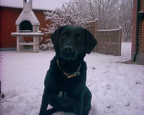 Labrador retriever Black Pearl billede 3