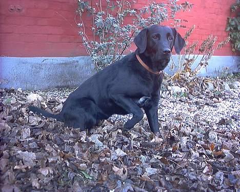 Labrador retriever Black Pearl billede 4