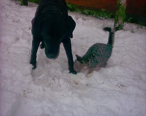 Labrador retriever Black Pearl billede 5