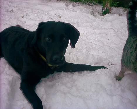 Labrador retriever Black Pearl - Jeg skal nok være sød!  billede 6