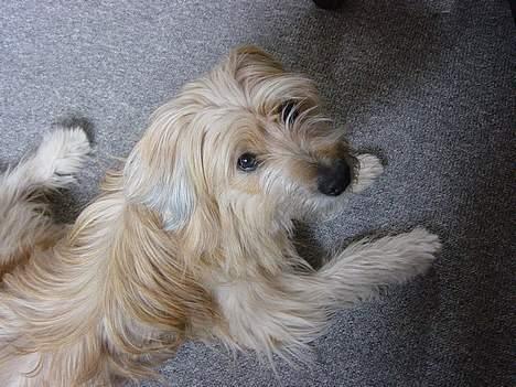 Pyrenæisk hyrdehund Diva billede 7