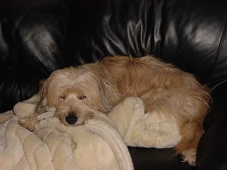 Pyrenæisk hyrdehund Diva billede 8