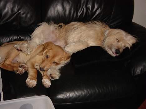 Pyrenæisk hyrdehund Diva billede 9