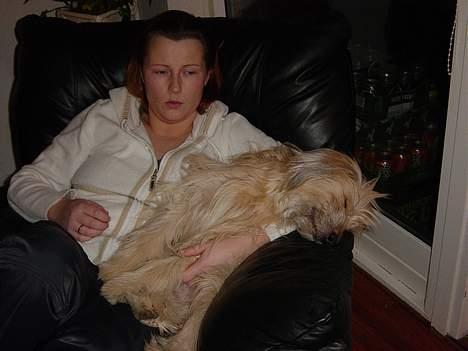 Pyrenæisk hyrdehund Diva billede 10