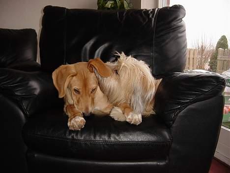 Pyrenæisk hyrdehund Diva billede 11