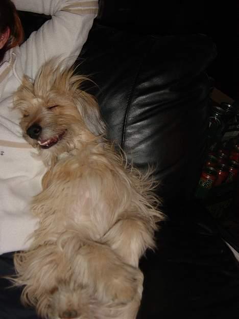 Pyrenæisk hyrdehund Diva billede 12