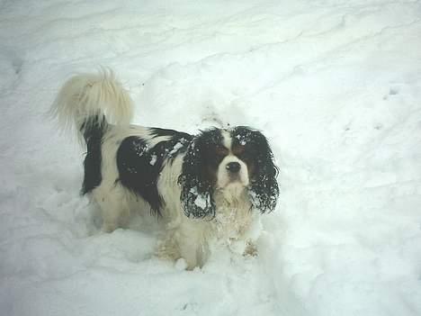 Cavalier king charles spaniel Sofus (død 8 / 6 - 08) billede 7
