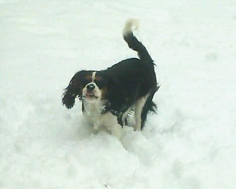 Cavalier king charles spaniel SAMMIE :) - rækker lige tunge til dig i sneen... :P billede 11