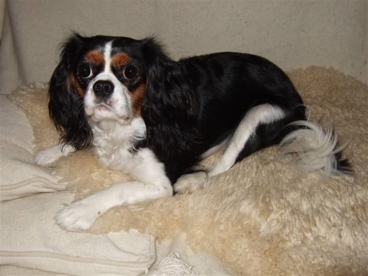 Cavalier king charles spaniel SAMMIE :) - nyyt..   modelbillede hihi billede 12