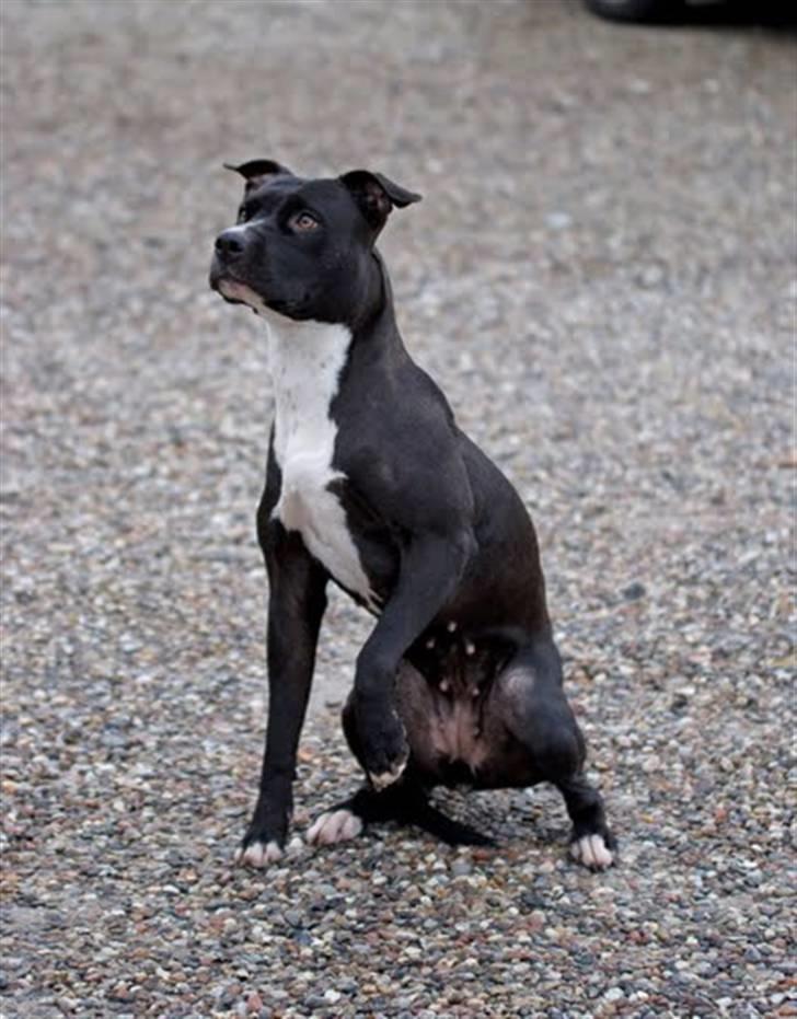 Amerikansk staffordshire terrier *Gucci* - Meget nysgerrig:) billede 15