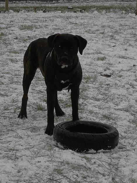 Amerikansk staffordshire terrier Bella Donna - 18 jan.   Bella med sit yndlings legetøj,,, dækket billede 7
