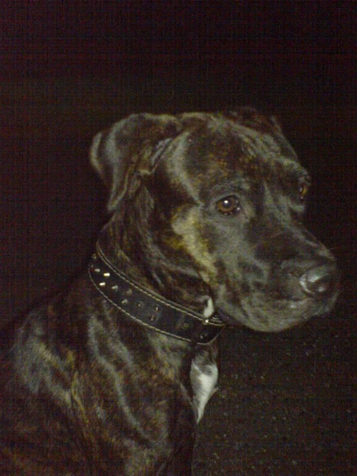 Amerikansk staffordshire terrier Bella Donna - Bella (NYT) billede 8