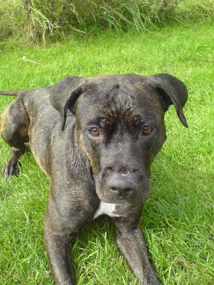 Amerikansk staffordshire terrier Bella Donna - Bella har været ude og bade og lege... (NYT) billede 9