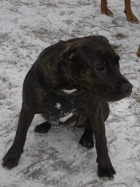 Amerikansk staffordshire terrier Bella Donna - bella sidder og kigger ud over vandet.. 18 jan. billede 10