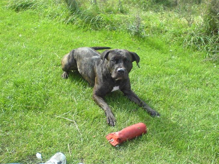 Amerikansk staffordshire terrier Bella Donna - Bella (NYT) billede 11