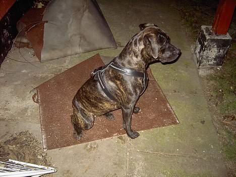 Amerikansk staffordshire terrier Bella Donna - Bella har fået øje på vores kat.. 17 jan. billede 12