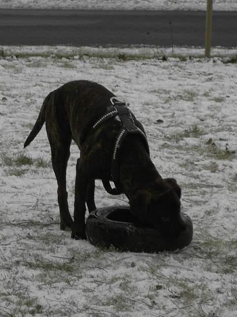 Amerikansk staffordshire terrier Bella Donna - Bella prøver at gnaske dækket i stykker,,, men den går ikke!! billede 13