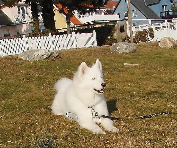 Samojedhund Frosty - Frosty Mors dreng / Snekkersten Strand - 26 - 2 - 2011 billede 4