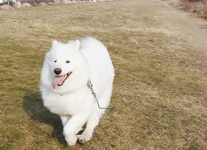 Samojedhund Frosty - Frosty i hopla / Snekkersten Strand - 26 - 2 - 2011 billede 3