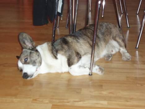 Welsh corgi cardigan Faarup Xray billede 6