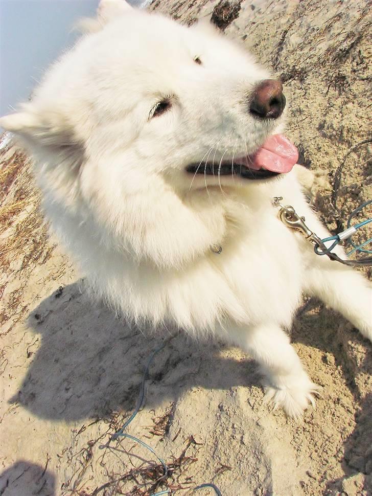 Samojedhund Frosty - Tutteluuuu siger Frosty  -  Snekkersten Strand - 26 - 2 - 2011 billede 7