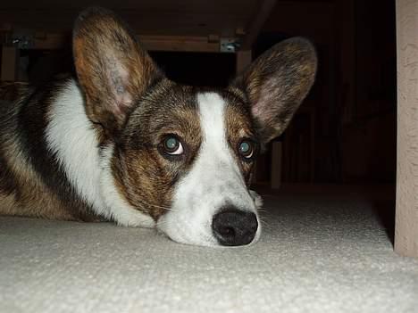 Welsh corgi cardigan Faarup Xray billede 7