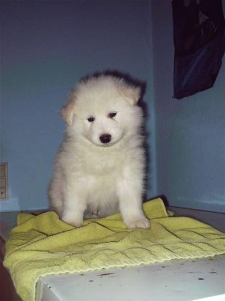 Samojedhund Frosty - Frosty som  ca 4 - 6 uger gammenl . 2005 / 2006 billede 10