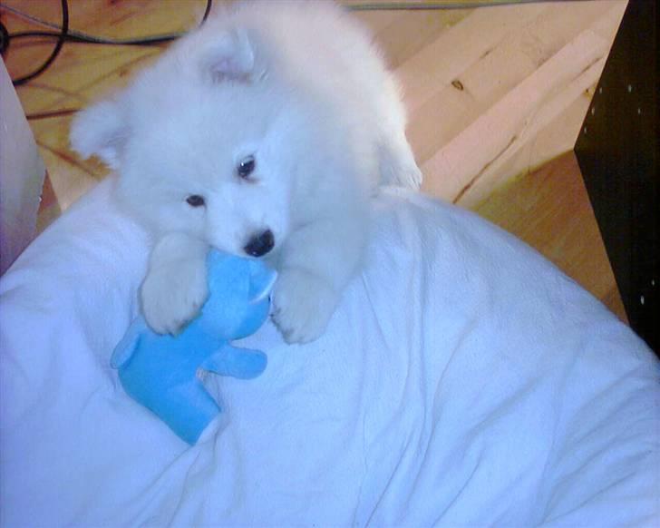 Samojedhund Frosty - Frosty med bamsedyret : ))  -  Januar 2006 billede 11