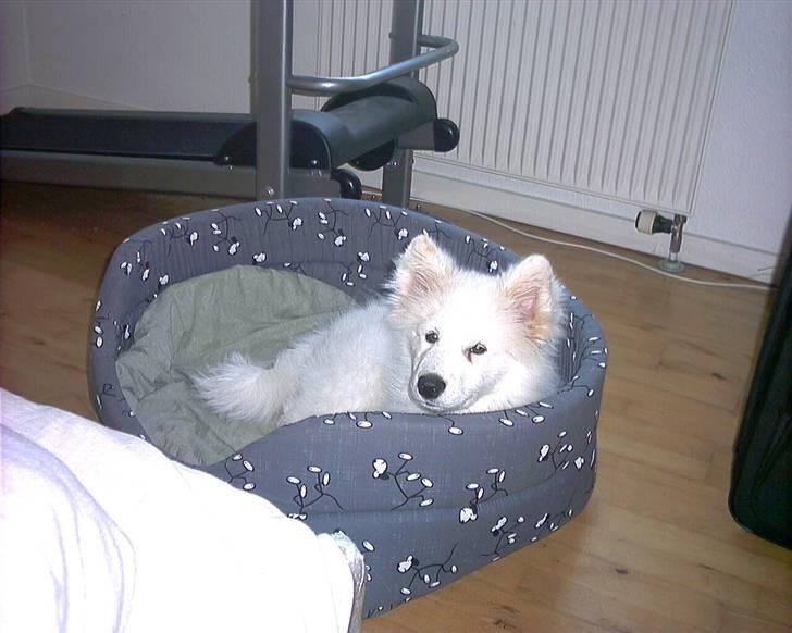 Samojedhund Frosty - Min dejlige hundekurv : ))  -  Marst  -  2006 billede 13