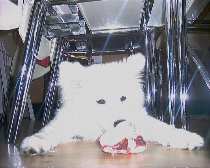 Samojedhund Frosty - Mit første kødben - så skal der gnaskes  : ))   Marts - 2006 billede 14