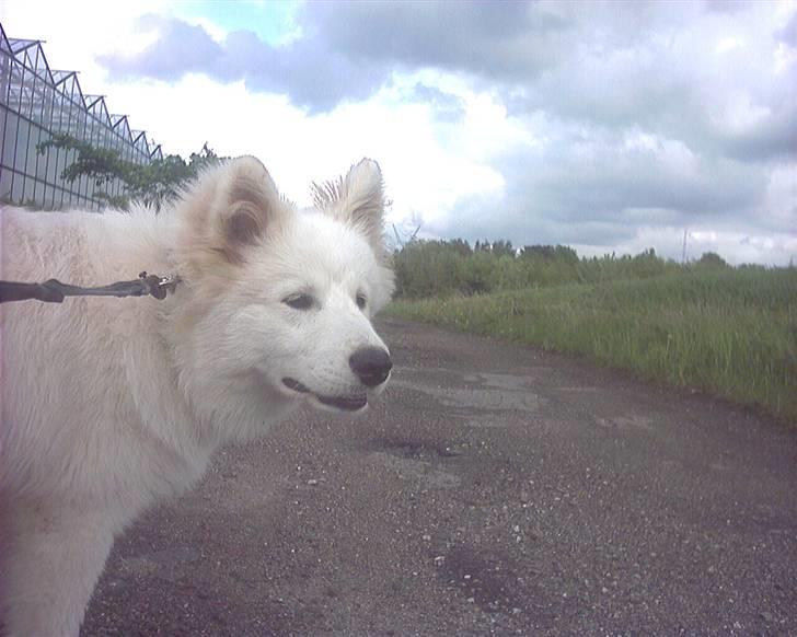 Samojedhund Frosty - Så er der gang i  snudeskaftet  : ))    Maj - 2006 billede 18