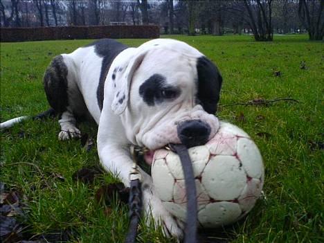 Blanding af racer Carlos *død* - my precious! billede 11