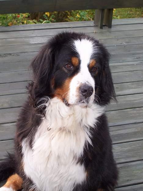 Berner sennenhund Bonita - Smukke Bonita billede 10