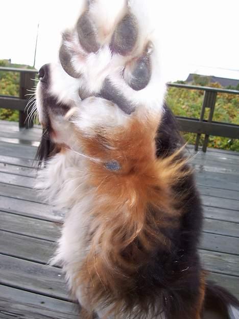 Berner sennenhund Bonita - Gi mig 5! billede 11