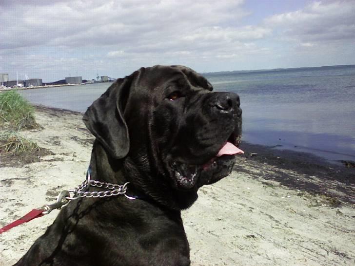 Cane corso Bonzo billede 9