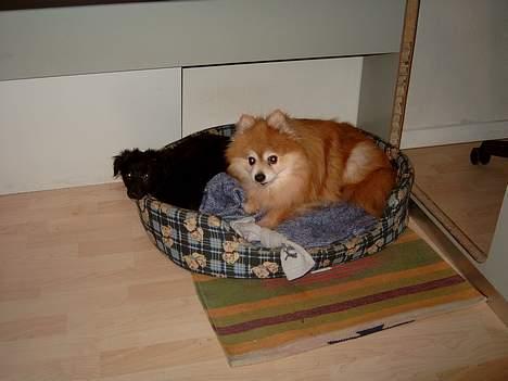 Blanding af racer Bølle solgt til ex konen - Har det sjovt med Laban billede 9